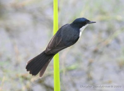 Restless Flycatcher