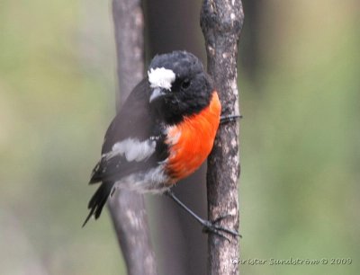 Scarlet Robin, Male