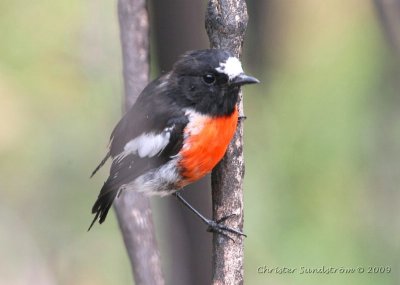 Scarlet Robin, Male