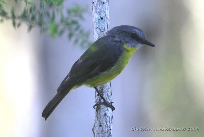 Eastern Yellow Robin