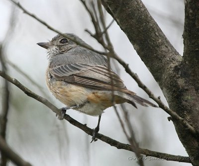 Rufous Whistler