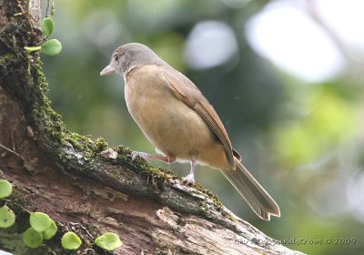 Little Shrike-Thrush