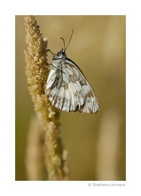 Macro / Papillons