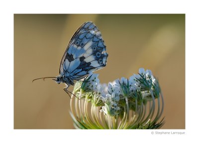 Macro / Papillons