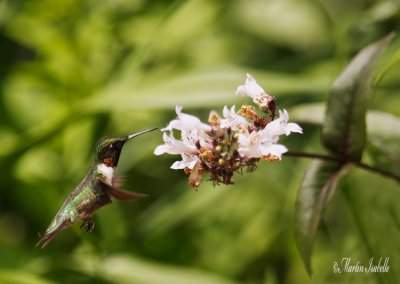 _MG_1615.jpg compo colibri