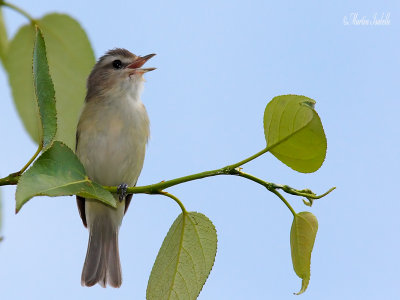 _MG_0388.jpg vireo melodieux 4