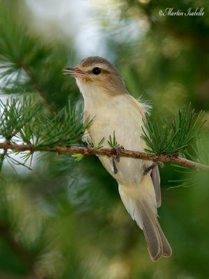 _MG_0445.jpg vireo mlodieux 5