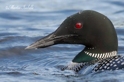 _MG_7886 plongeon huard la tuque goyette 2008 .jpg