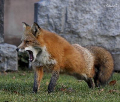 _MG_0183 Renard cimet mt st Bruno.jpg