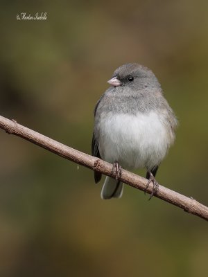 _MG_6320 junco ardois.jpg