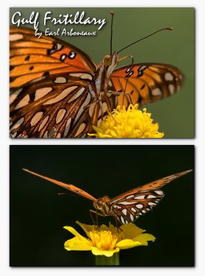 Butterflies.JPG