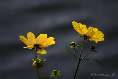 Wild Flowers