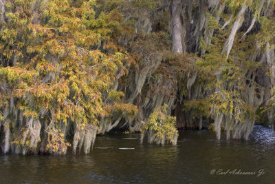 Autumn in the Cypress