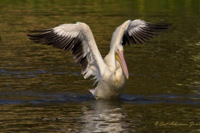 Birds of  LSU  & City Park  Lakes