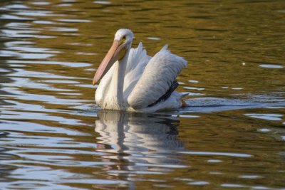 White Pelican  -  LSU Lakes