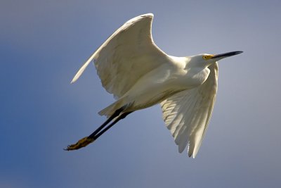 Snowy Egret  -  LSU   Lakes