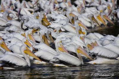 White Pelican  -  LSU Lakes