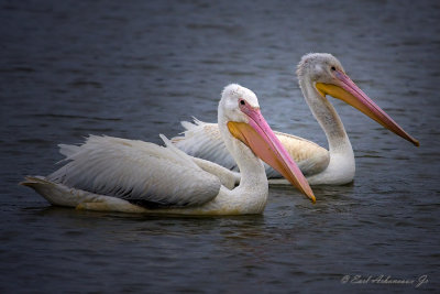 White Pelicans  -  LSU  Lakes