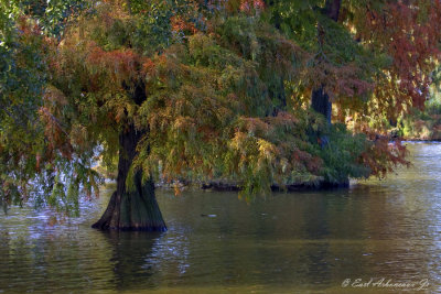Fall Cypress Colors - LSU Lakes