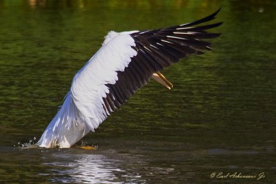 Shy Landing - LSU Lakes