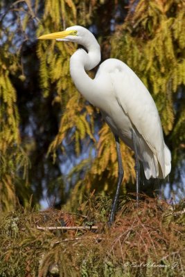 LSU Lakes - Great White Egret