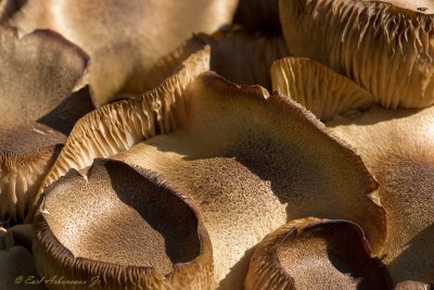 Mushroom Texture