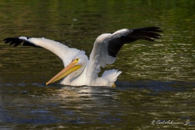 LSU Lakes - Pelican