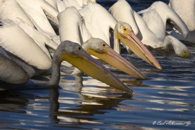 LSU - Lakes  Feeding Together