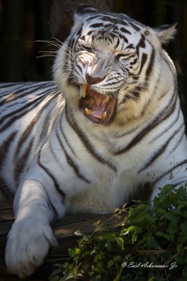 White Tiger