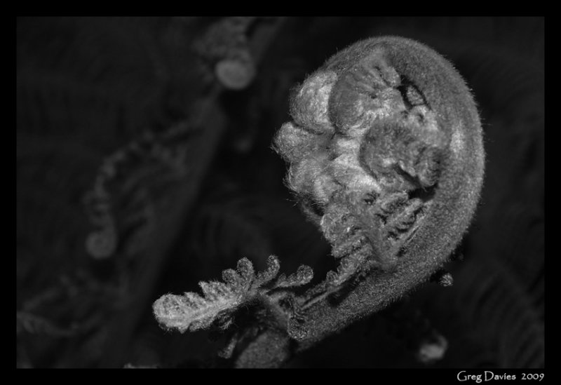 Dicksonia uncurling