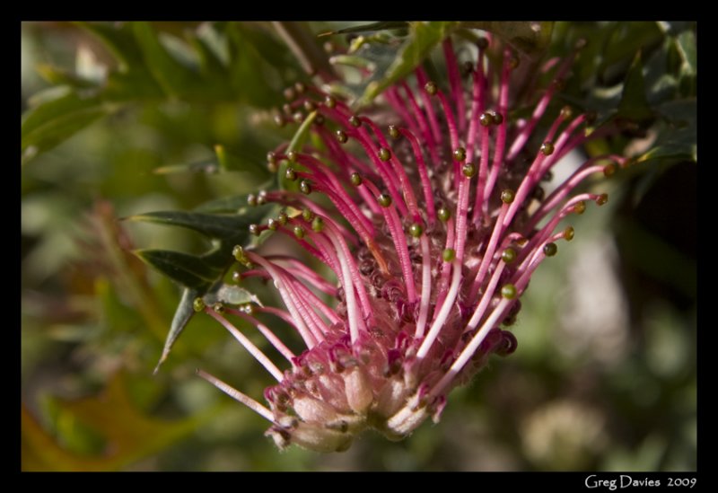 Grevillea Flower