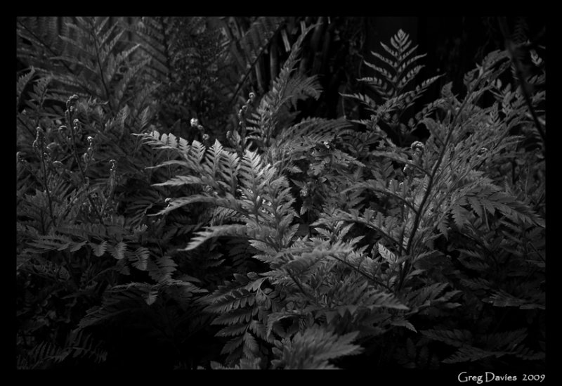 Ferns