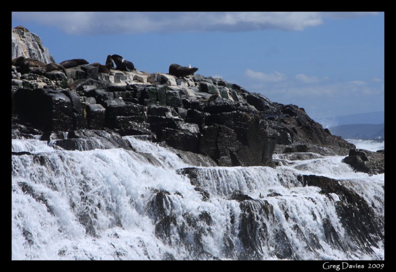Aus. Fur Seals