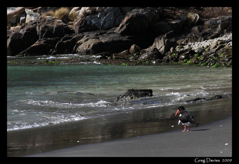 Oyster catcher