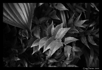 Fern Texture