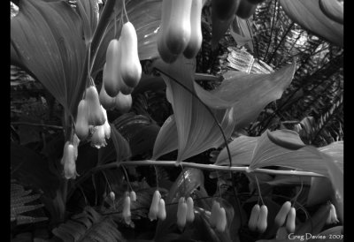 Bells