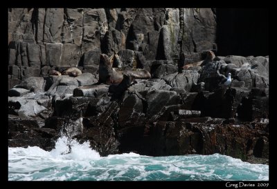 Aus. Fur Seals #2