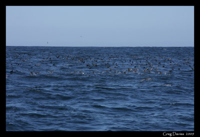 Shearwater birds