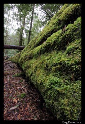 Fallen Tree