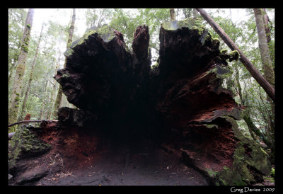 Fallen Tree stump