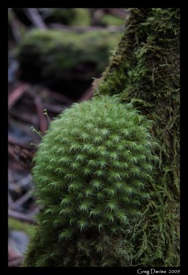 Fern Growth