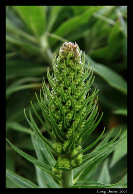 New Bloom