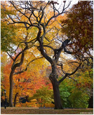 Central Park Autumn 2008 Gallery