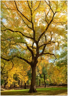 American Elms