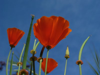 Poppy flowers across from our houme