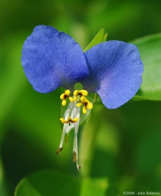 Asiatic Dayflower