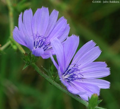 Chicory