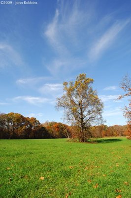 Field Tree Sky