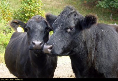 Cattle - Best Friends
