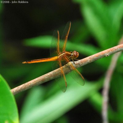 Needham Skimmer